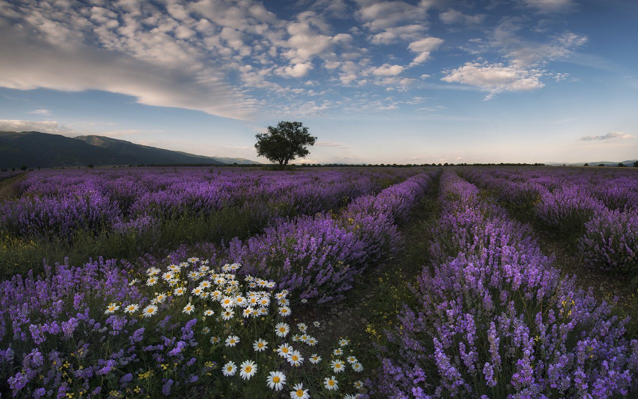 Обои цветы, природа, поле, лаванда, лето, луг, ромашки, flowers, nature, field, lavender, summer, meadow, chamomile разрешение 2048x1566 Загрузить