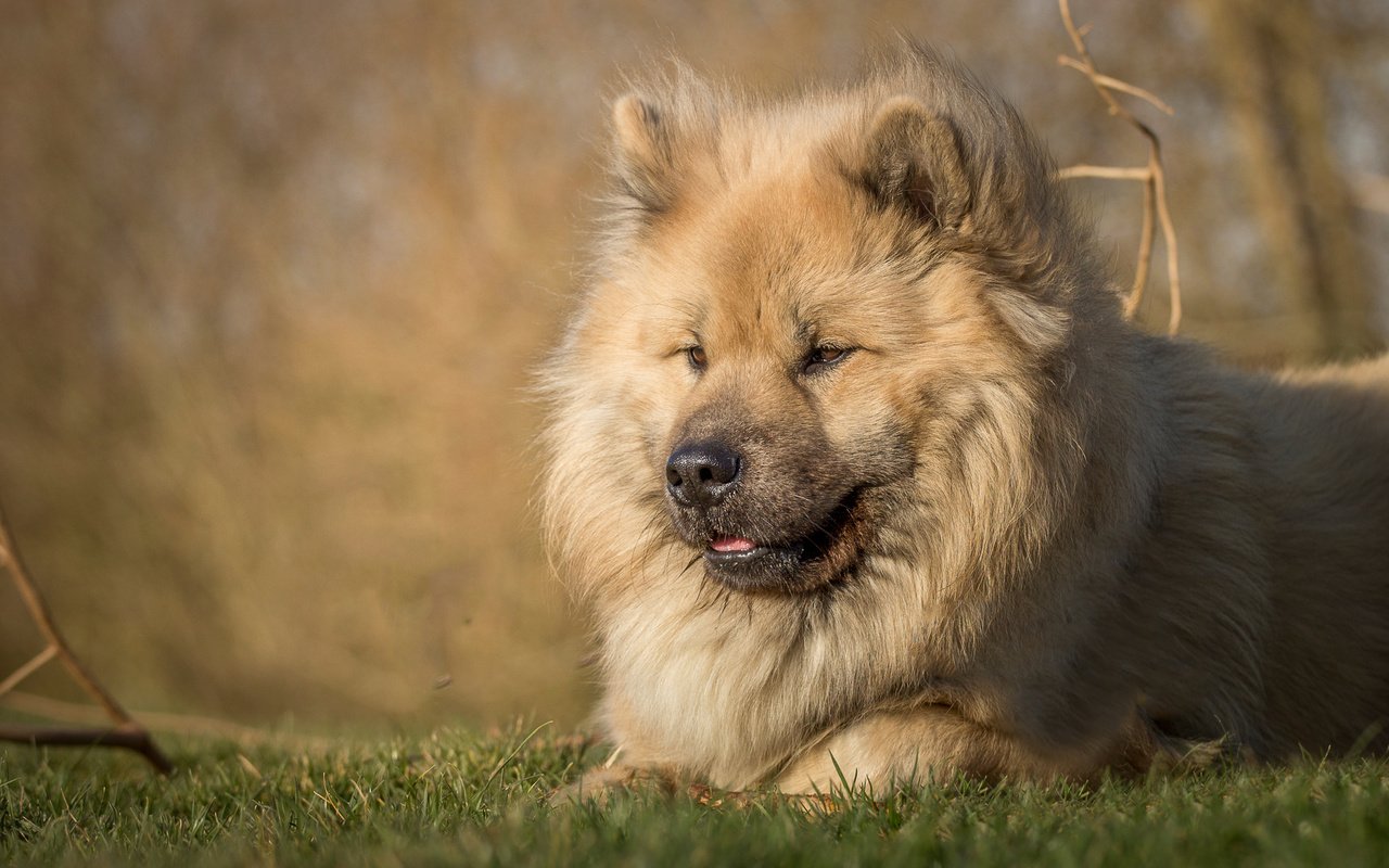 Обои трава, мордочка, взгляд, собака, пес, евразиер, grass, muzzle, look, dog, the eurasier разрешение 2000x1325 Загрузить