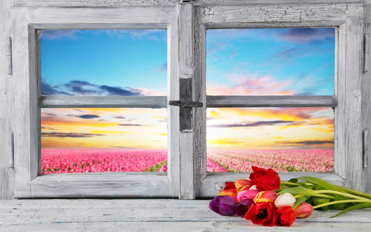Обои цветы, весна, тюльпаны, окно, тульпаны,  цветы, весенние, flowers, spring, tulips, window разрешение 6480x4320 Загрузить