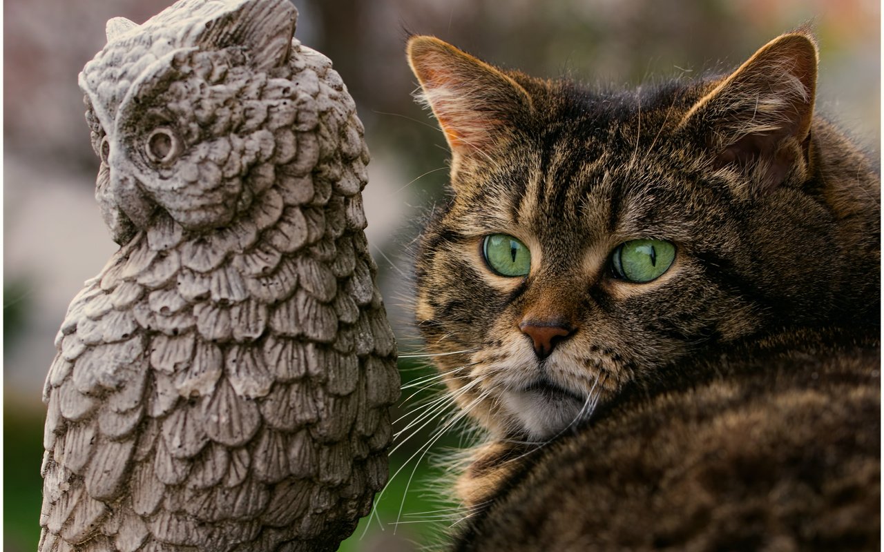 Обои сова, кот, мордочка, кошка, зеленые глаза, owl, cat, muzzle, green eyes разрешение 5222x3494 Загрузить