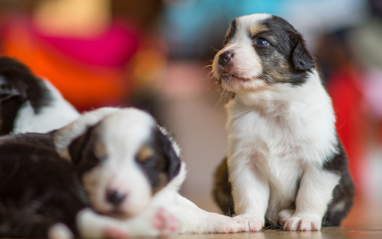 Обои щенки, собаки, боке, австралийская овчарка, аусси, puppies, dogs, bokeh, australian shepherd, aussie разрешение 3936x2624 Загрузить