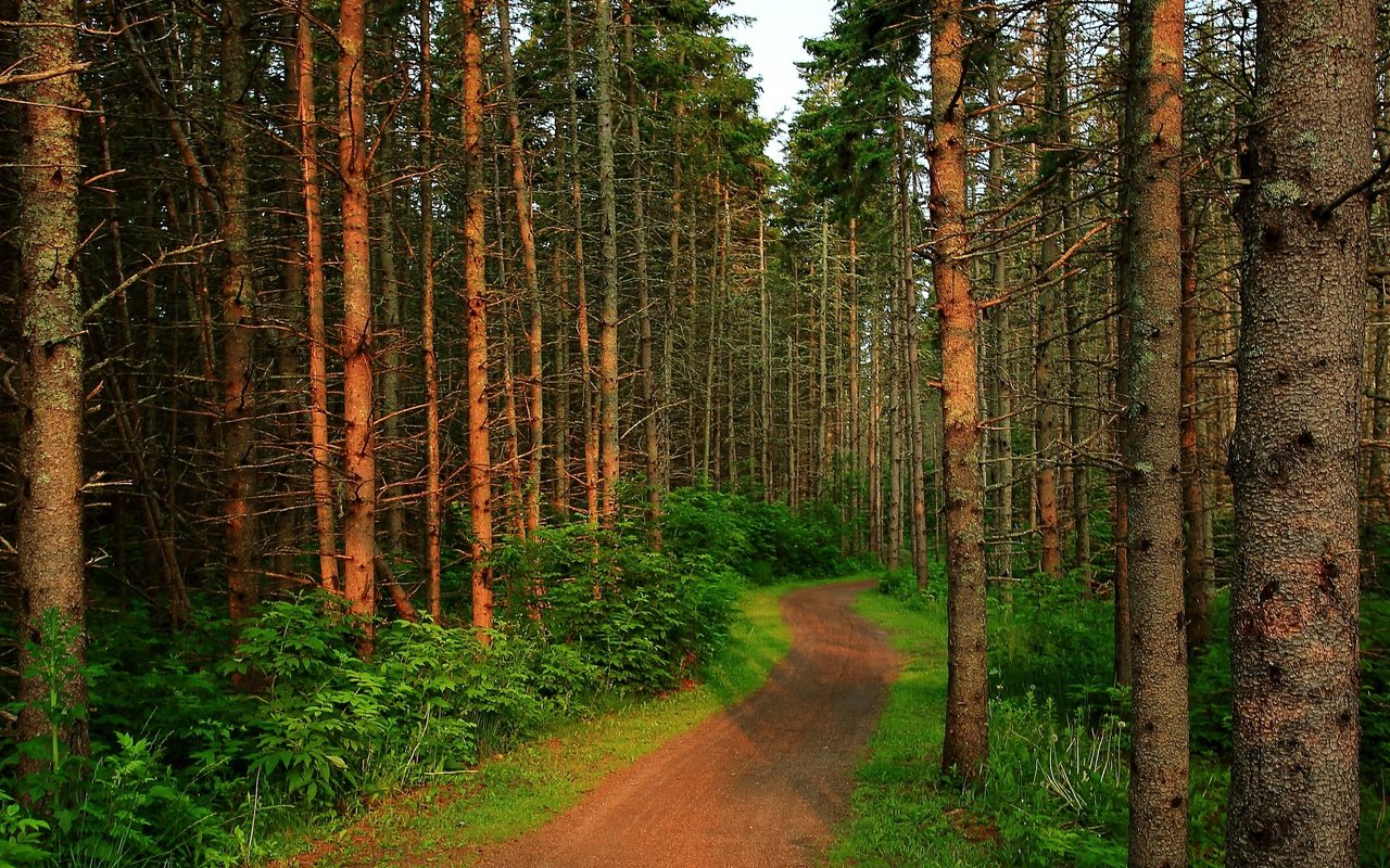 Обои деревья, лес, тропинка, деревь, на природе, trees, forest, path, nature разрешение 3840x3834 Загрузить