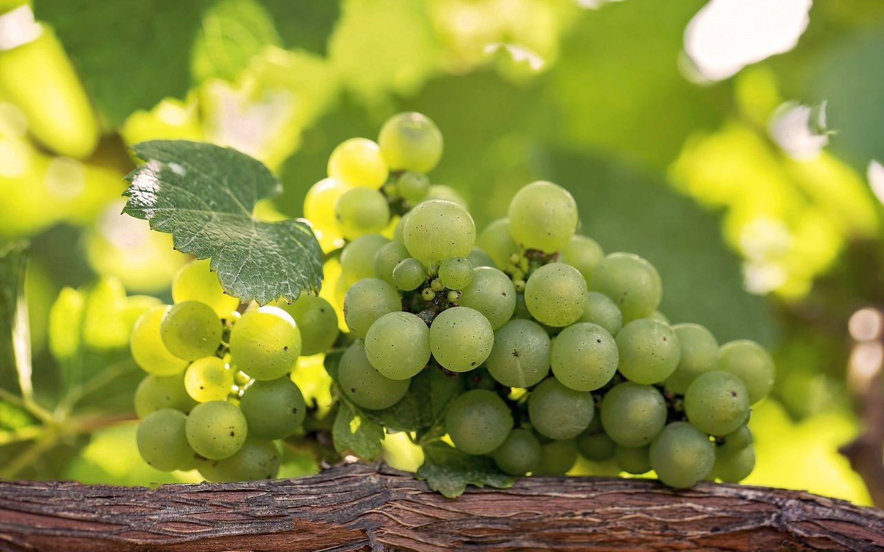 Обои зелёный, виноград, лоза, гроздь, green, grapes, vine, bunch разрешение 2048x1365 Загрузить