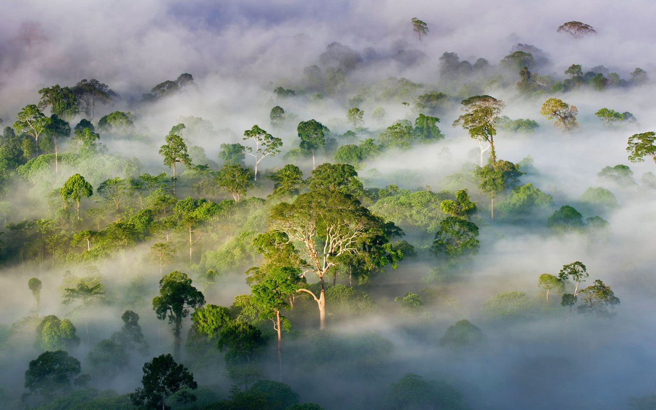 Обои деревья, лес, туман, малайзия, штат сабах, trees, forest, fog, malaysia, sabah разрешение 1920x1200 Загрузить