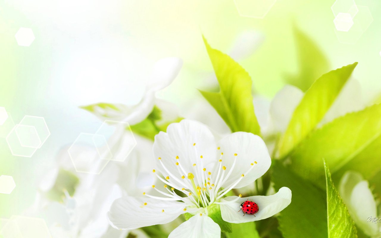 Обои насекомое, цветок, лепестки, божья коровка, insect, flower, petals, ladybug разрешение 1920x1080 Загрузить