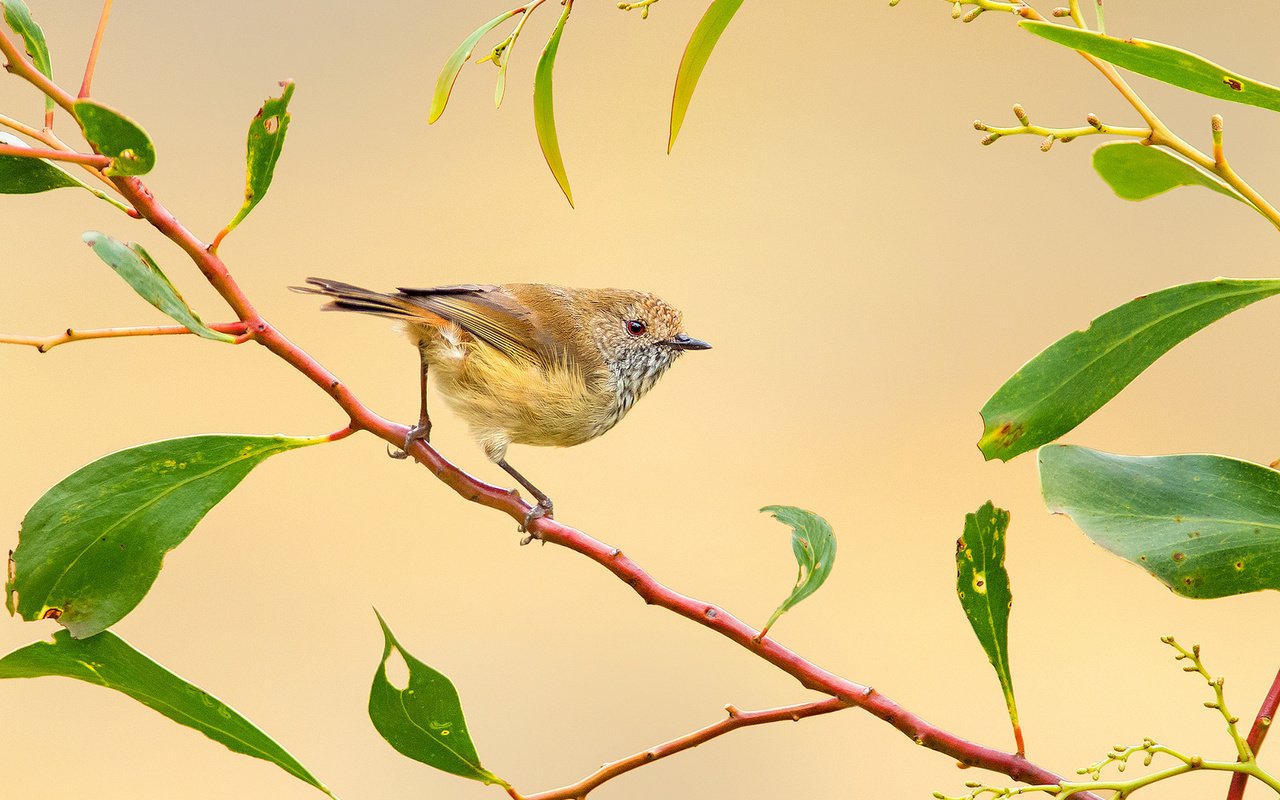 Обои ветка, птица, перья, птичка, branch, bird, feathers разрешение 2048x1359 Загрузить