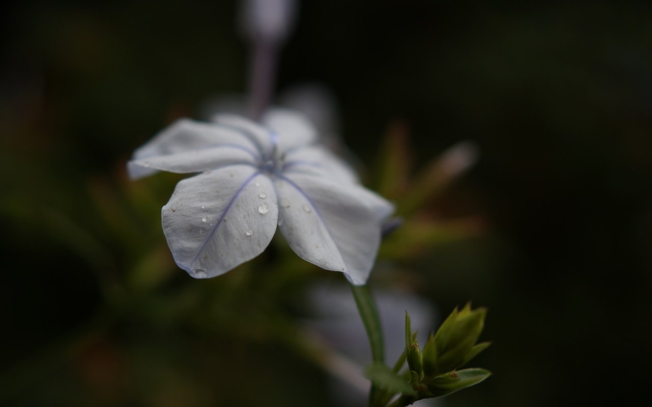 Обои фон, цветок, лепестки, белые, background, flower, petals, white разрешение 5456x3632 Загрузить