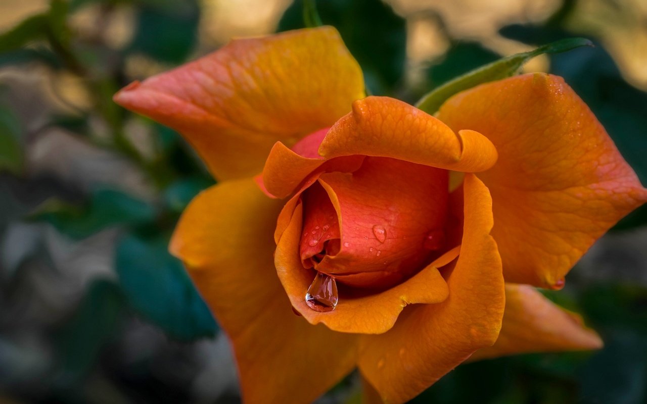 Обои макро, капли, роза, лепестки, бутон, macro, drops, rose, petals, bud разрешение 2048x1356 Загрузить