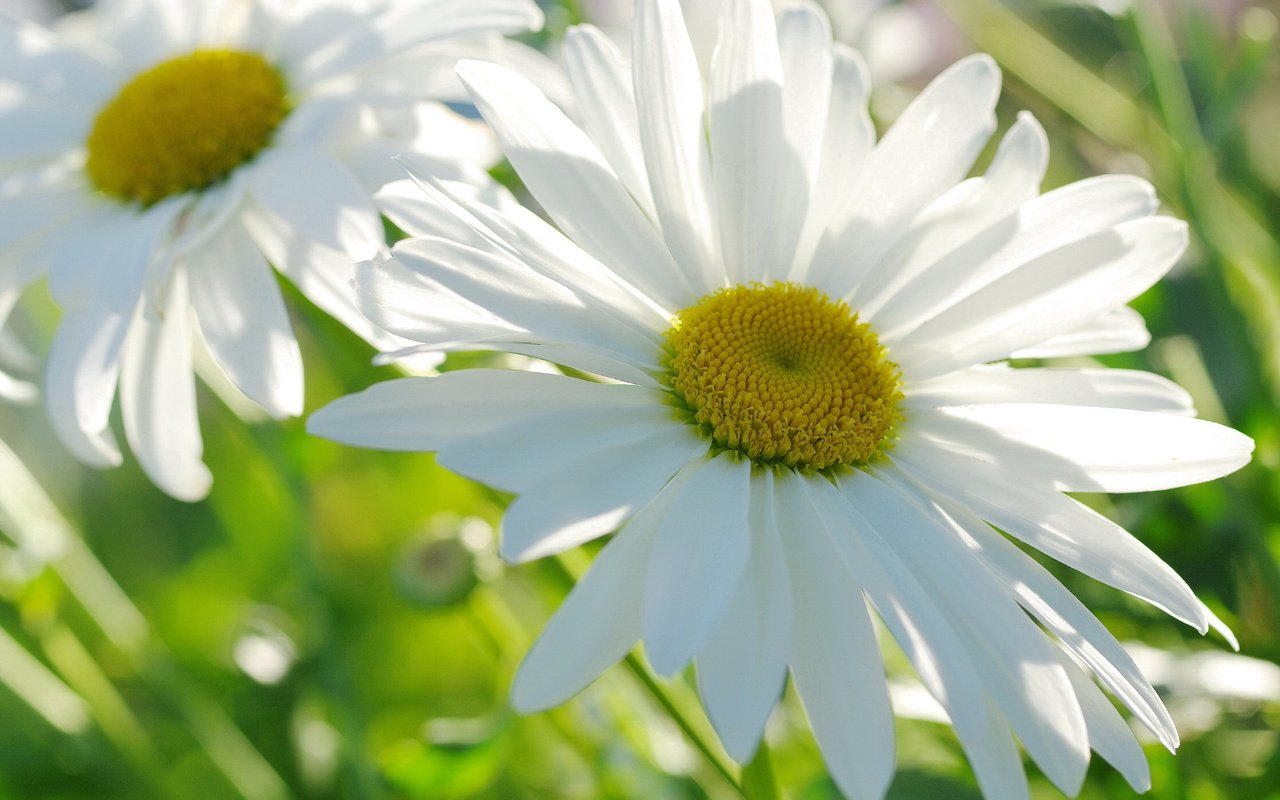 Обои свет, макро, лепестки, ромашки, light, macro, petals, chamomile разрешение 2232x1484 Загрузить