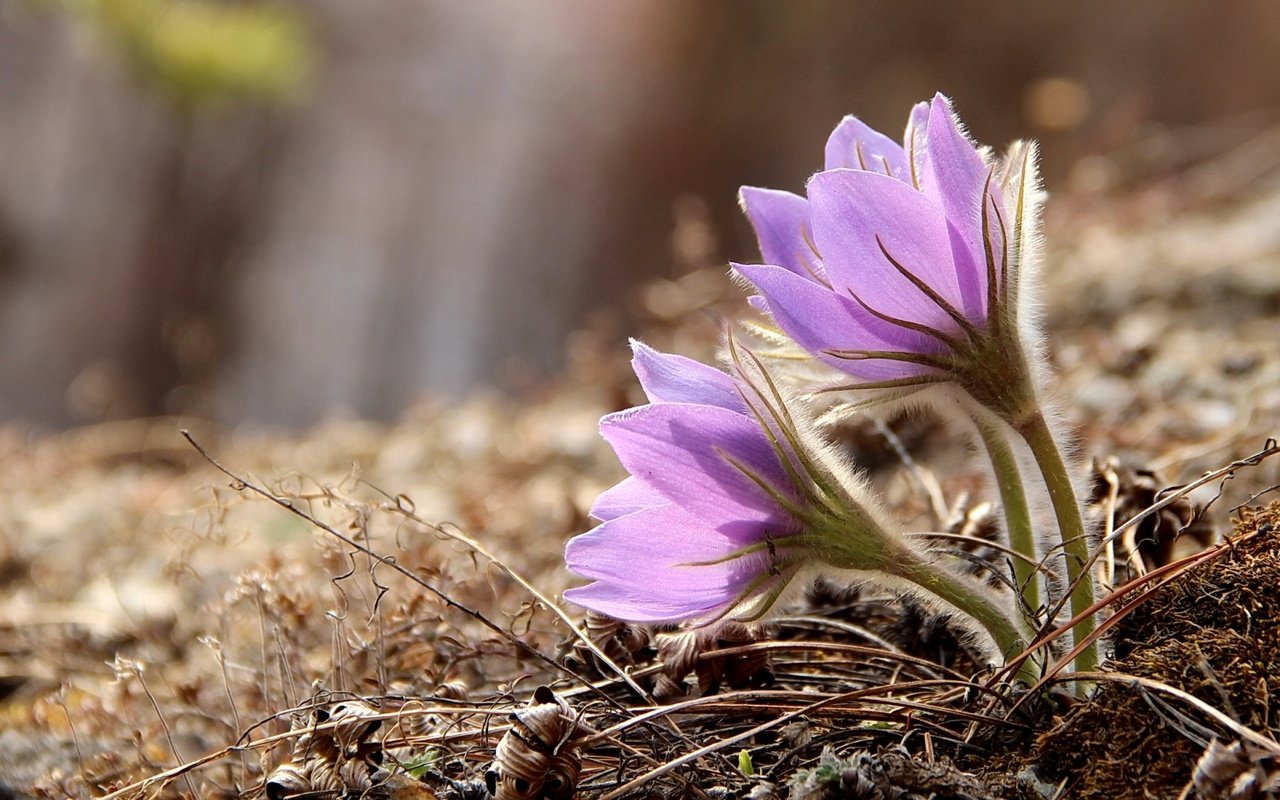 Обои весна, нежность, анемоны, сон-трава, прострел, spring, tenderness, anemones, sleep-grass, cross разрешение 1920x1236 Загрузить