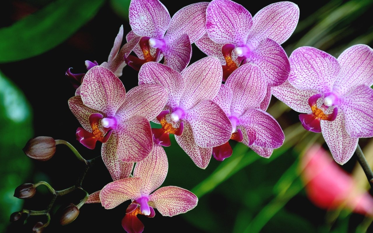 Обои лепестки, розовый, орхидея, petals, pink, orchid разрешение 2048x1360 Загрузить