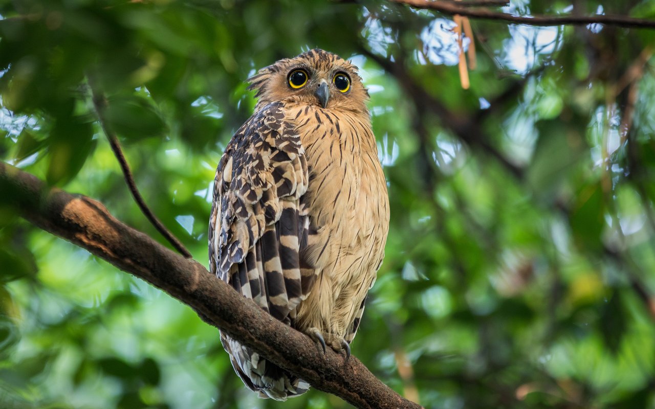 Обои глаза, сова, ветка, птица, клюв, перья, боке, eyes, owl, branch, bird, beak, feathers, bokeh разрешение 2048x1365 Загрузить