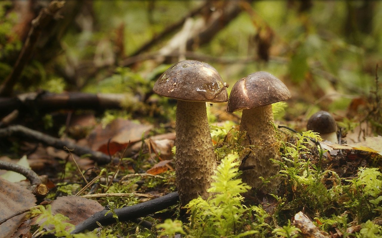 Обои лес, грибы, паучок, forest, mushrooms, spider разрешение 1960x1086 Загрузить