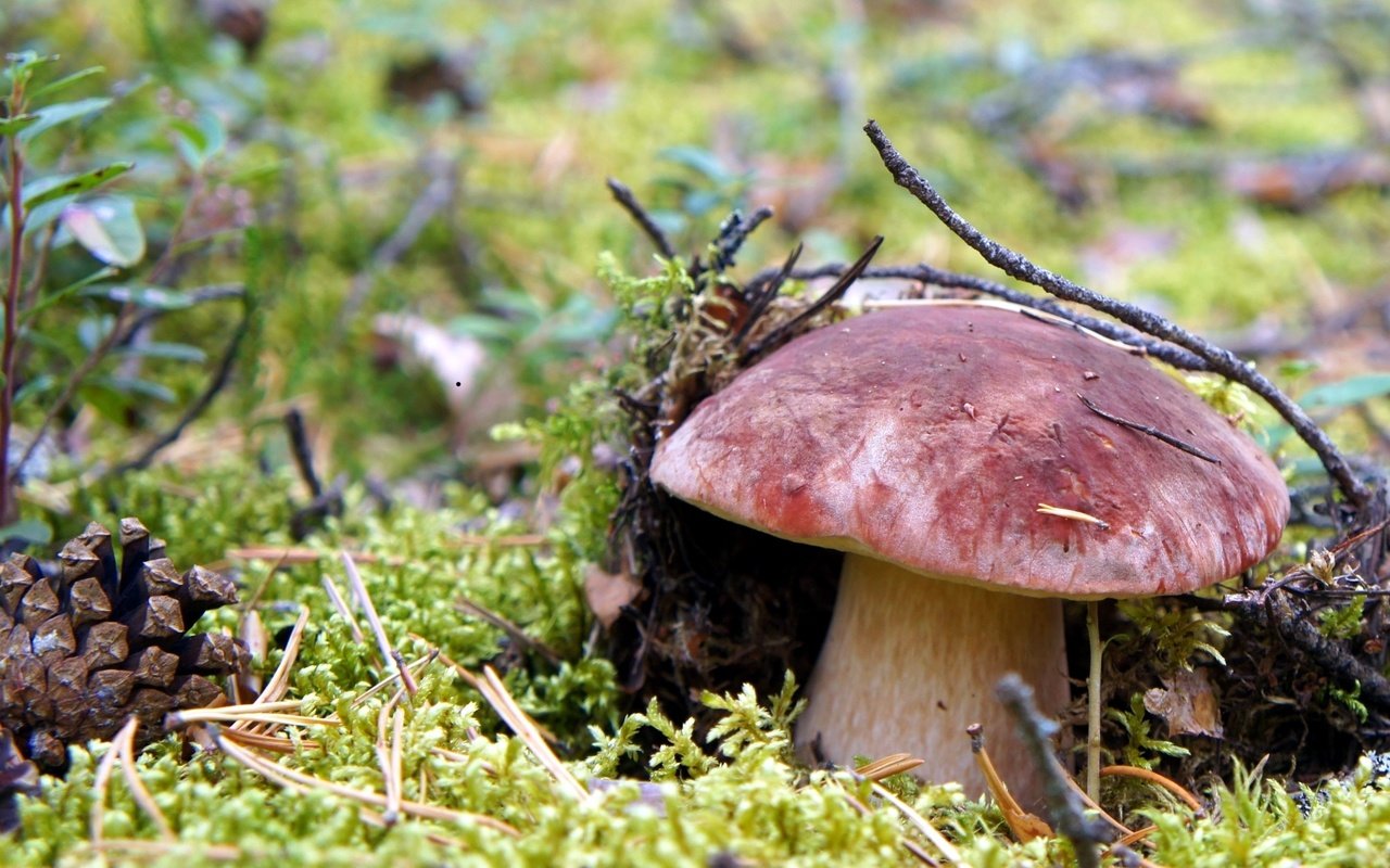 Обои макро, гриб, мох, шишка, белый гриб, macro, mushroom, moss, bump, white mushroom разрешение 2400x1395 Загрузить