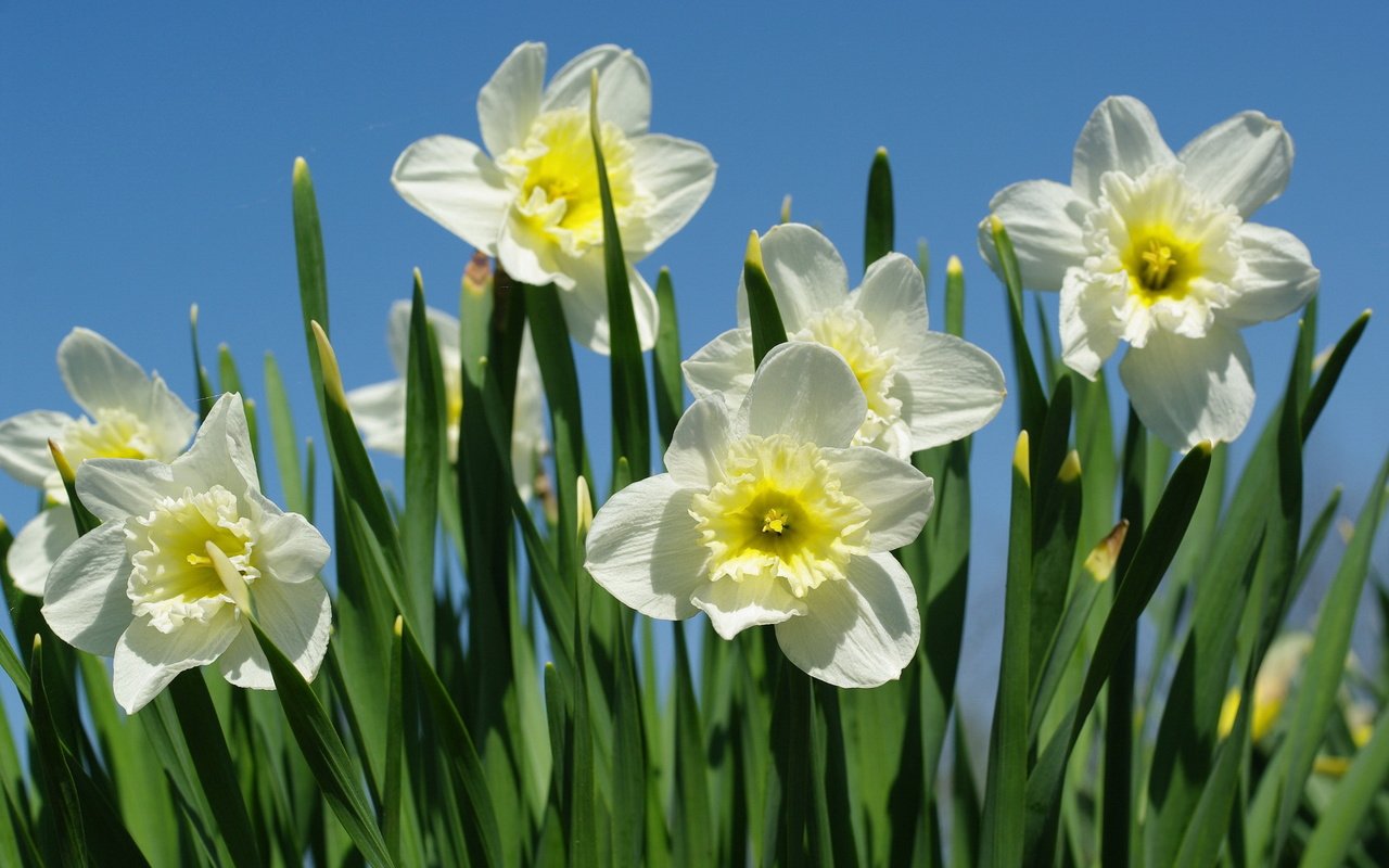 Обои макро, весна, нарциссы, macro, spring, daffodils разрешение 2232x1506 Загрузить