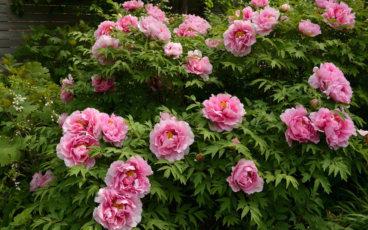 Обои розовый, куст, пионы, pink, bush, peonies разрешение 2400x1590 Загрузить