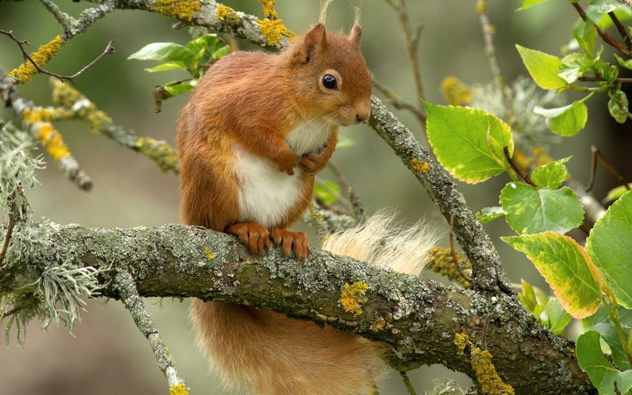 Обои листья, ветки, рыжая, белка, зверек, белочка, leaves, branches, red, protein, animal, squirrel разрешение 2048x1416 Загрузить