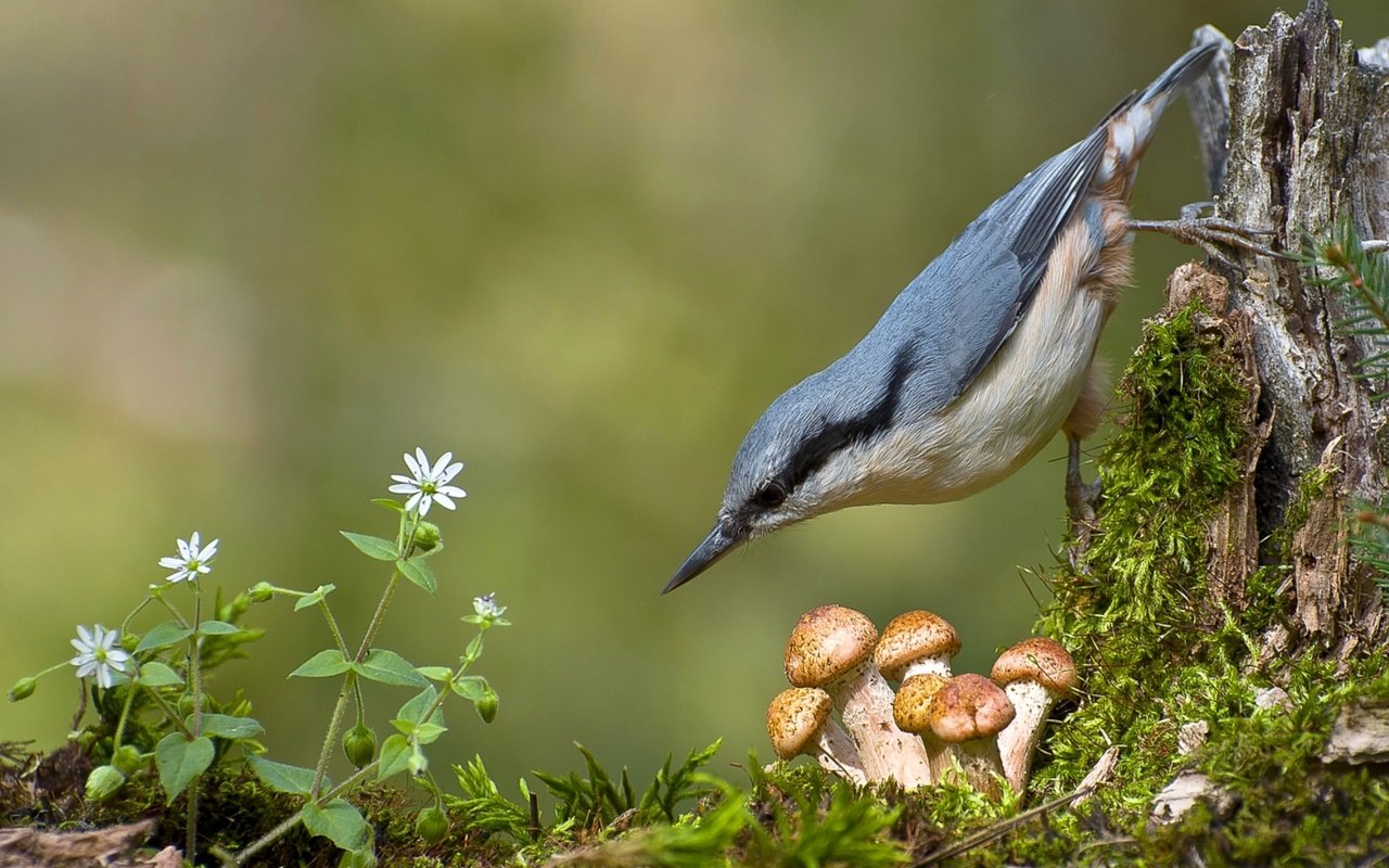 Обои грибы, птица, мох, опята, поползень, mushrooms, bird, moss, nuthatch разрешение 1920x1266 Загрузить