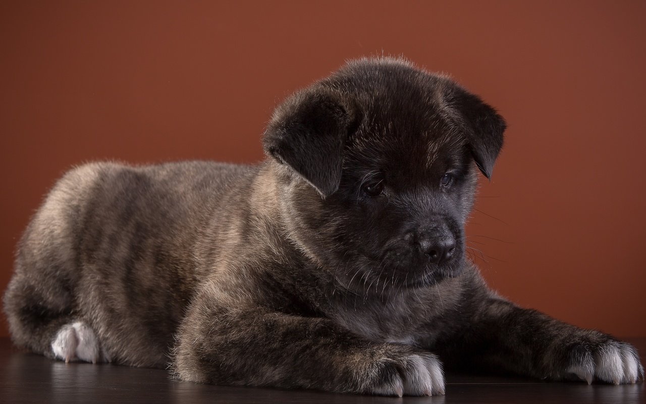 Обои собака, щенок, порода, американская, американская акита, акита, dog, puppy, breed, american, american akita, akita разрешение 3000x1876 Загрузить