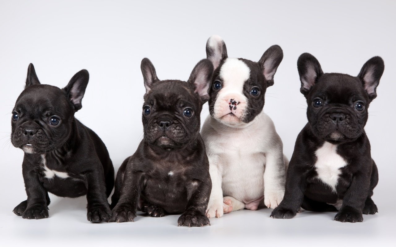 Обои щенки, французский бульдог, милые, puppies, french bulldog, cute разрешение 3200x1905 Загрузить