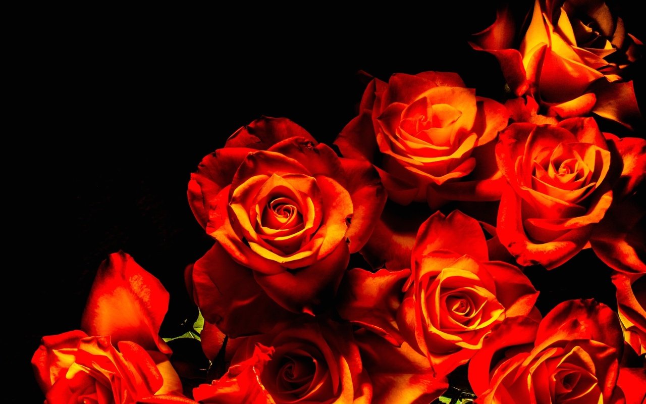Обои цветы, фон, розы, лепестки, букет, охапка, flowers, background, roses, petals, bouquet, bunch разрешение 2048x1365 Загрузить