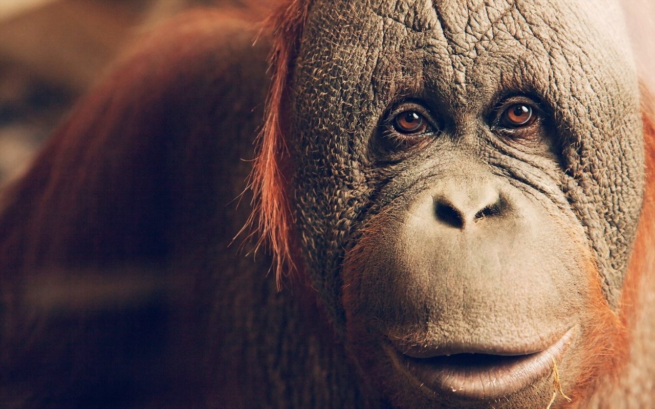Обои глаза, животные, обезьяна, орангутанг, eyes, animals, monkey, orangutan разрешение 1920x1200 Загрузить