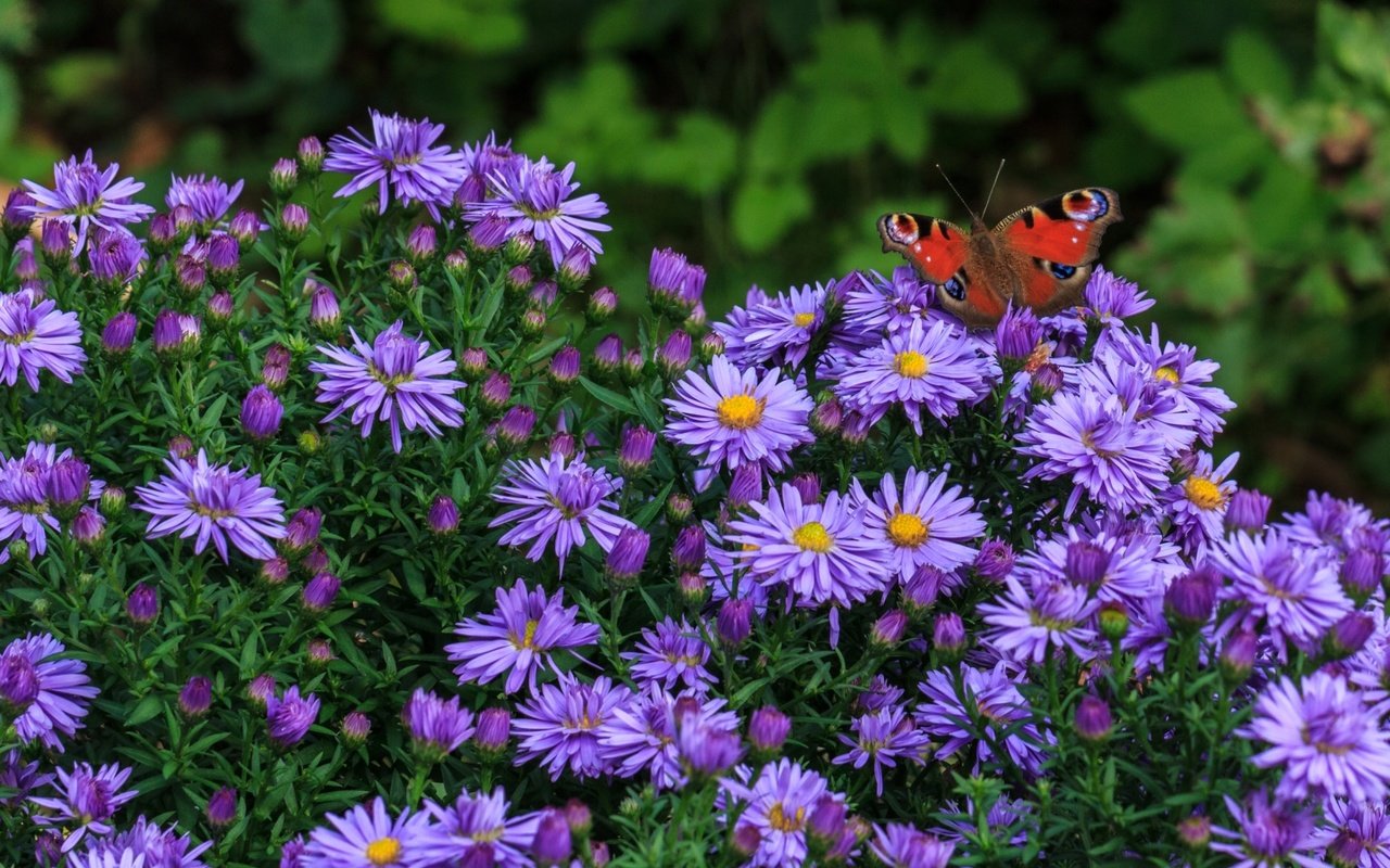 Обои цветы, насекомое, бабочка, сиреневые, татарская астра, flowers, insect, butterfly, lilac, tatar astra разрешение 1920x1255 Загрузить