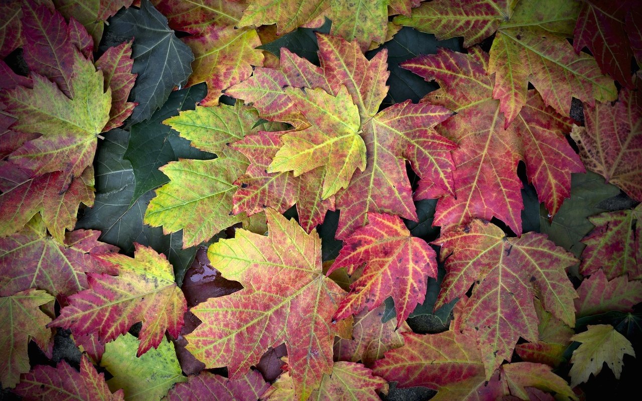 Обои листья, осень, клен, leaves, autumn, maple разрешение 2016x1319 Загрузить