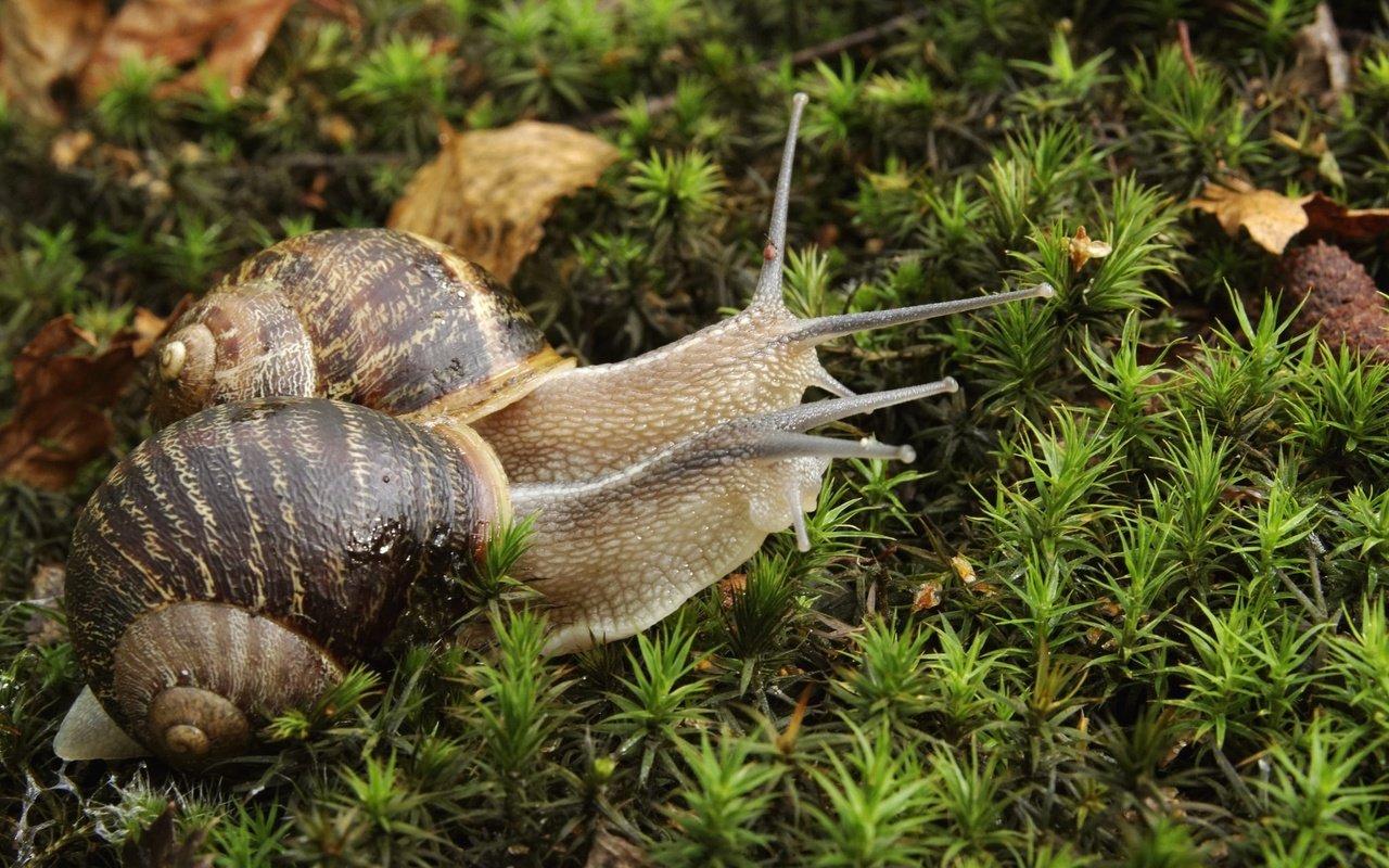 Обои растения, мох, пара, улитка, улитки, рожки, раковина, plants, moss, pair, snail, snails, horns, sink разрешение 2048x1365 Загрузить