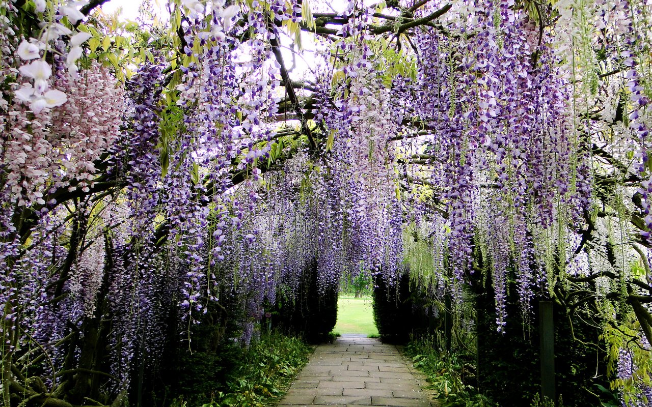 Обои цветы, цветение, парк, ветки, гроздья, глициния, вистерия, flowers, flowering, park, branches, bunches, wisteria разрешение 2592x1944 Загрузить