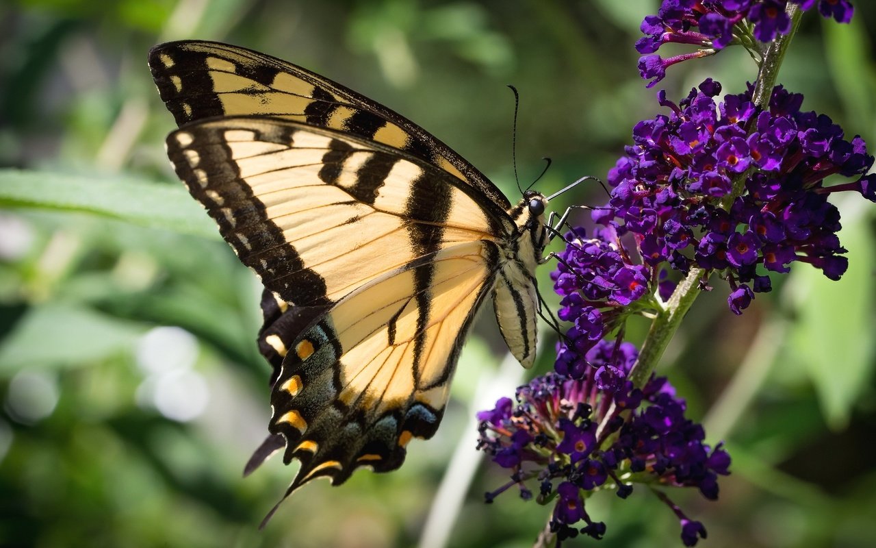 Обои насекомое, цветок, бабочка, крылья, красавица, insect, flower, butterfly, wings, beauty разрешение 2048x1365 Загрузить