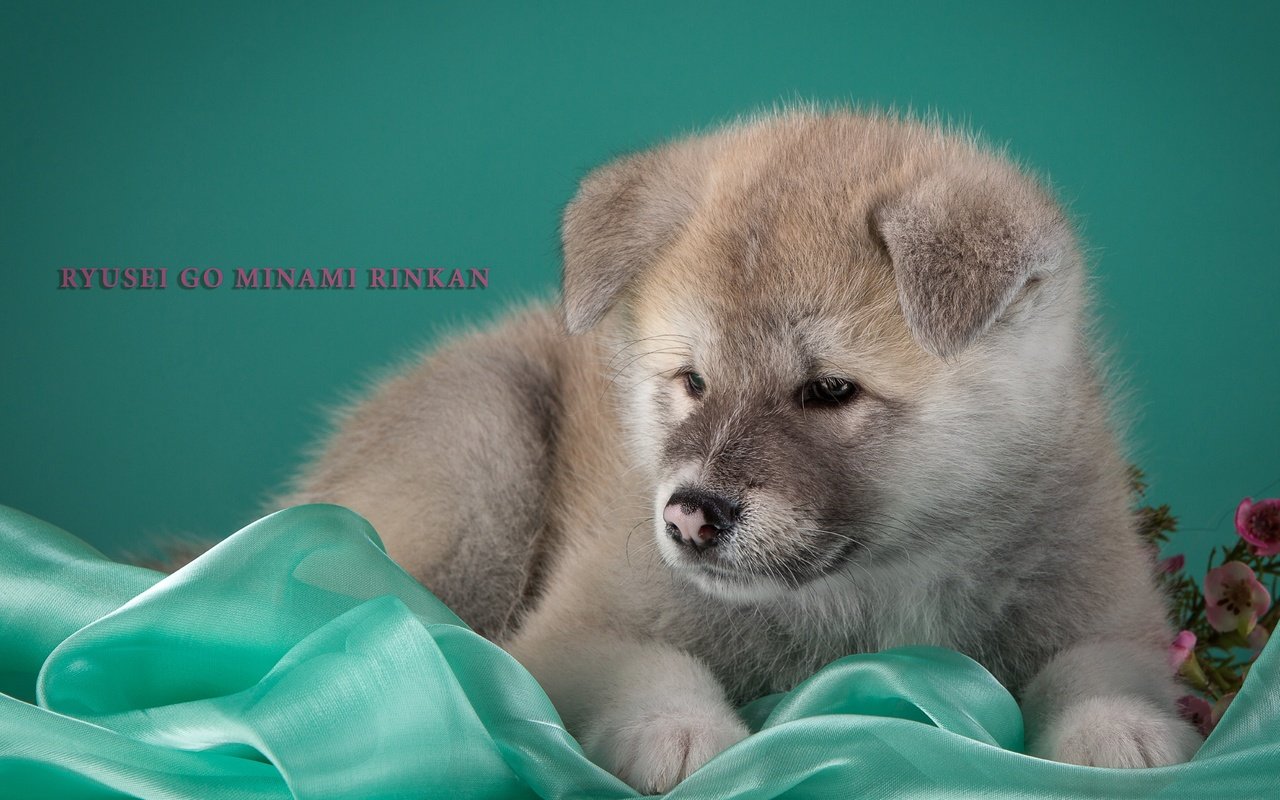 Обои щенок, бежевый, японская акита, puppy, beige, japanese akita разрешение 3000x1949 Загрузить