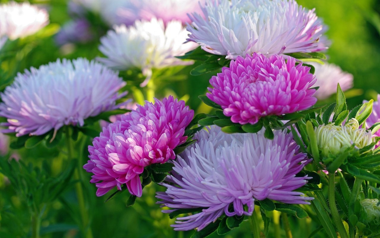 Обои макро, осень, астры, macro, autumn, asters разрешение 2232x1484 Загрузить