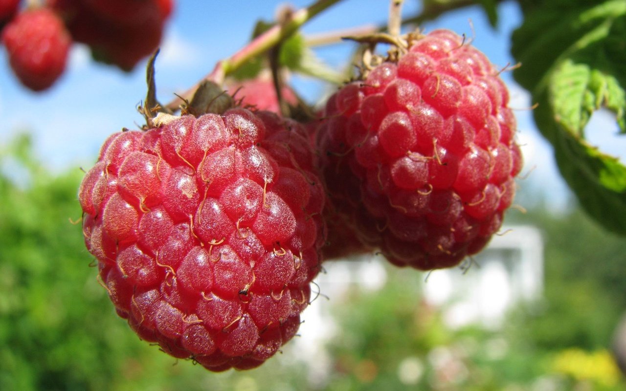 Обои ветка, малина, ягоды, branch, raspberry, berries разрешение 1920x1440 Загрузить