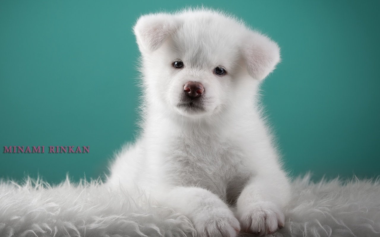 Обои белый, щенок, милый, японская акита, white, puppy, cute, japanese akita разрешение 3000x2008 Загрузить