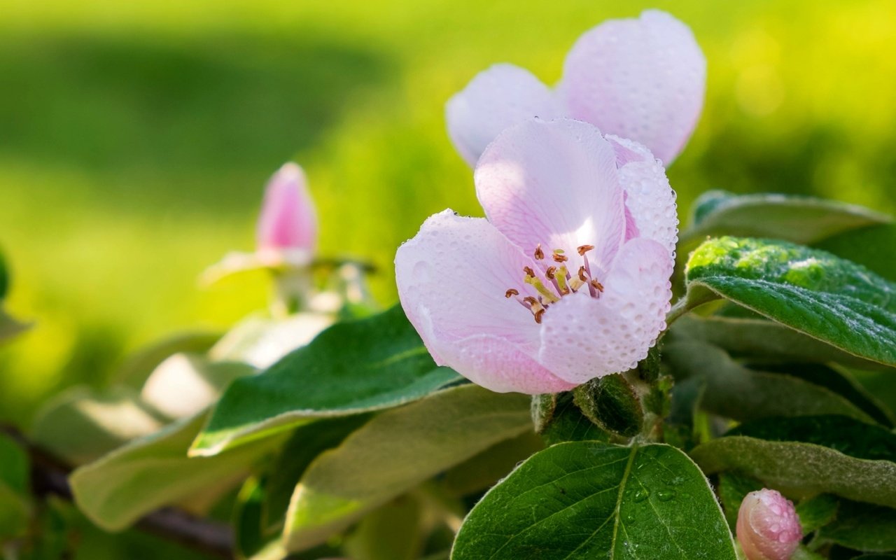 Обои макро, роса, весна, розовый, яблоня, macro, rosa, spring, pink, apple разрешение 1920x1238 Загрузить