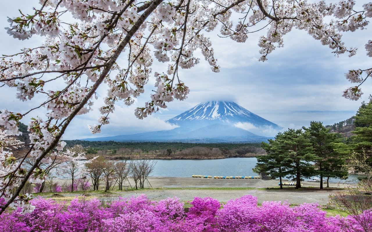 Обои цветы, гора, япония, весна, сакура, фудзияма, flowers, mountain, japan, spring, sakura, fuji разрешение 2048x1365 Загрузить