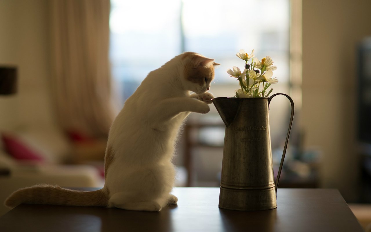 Обои цветы, кот, кошка, котенок, стол, benjamin torode, бенджамин тород, ханна, flowers, cat, kitty, table, benjamin torod, hannah разрешение 2048x1365 Загрузить