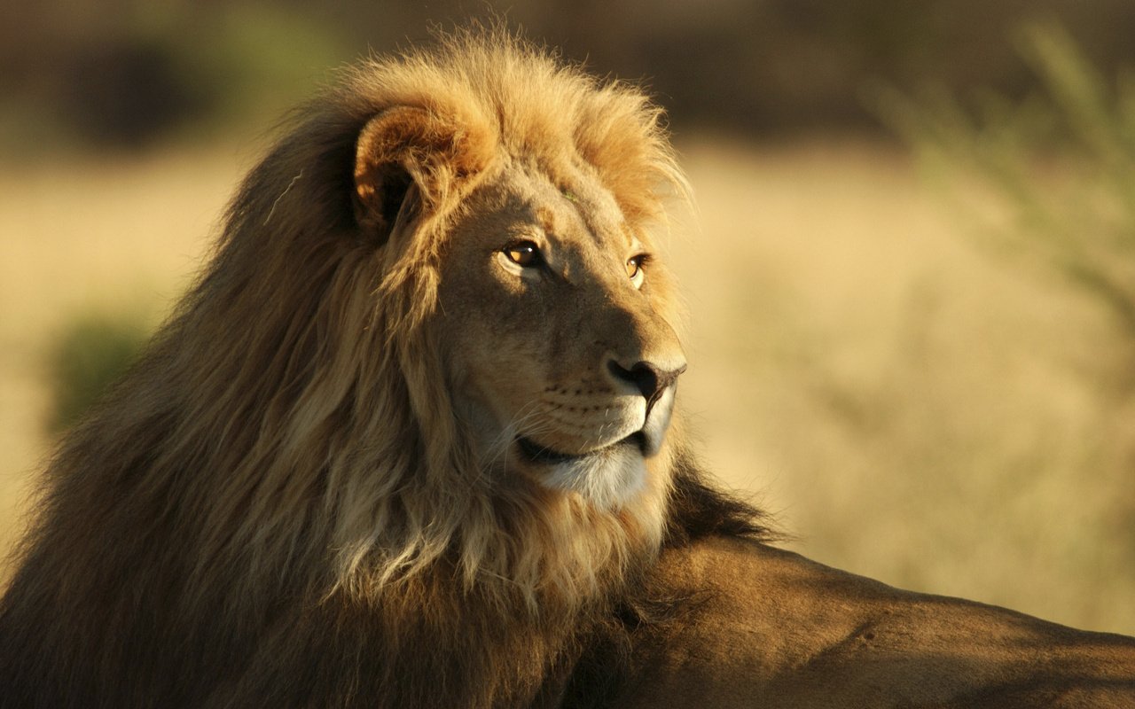 Обои африка, лев, львёнок, africa, leo, lion разрешение 2560x1600 Загрузить