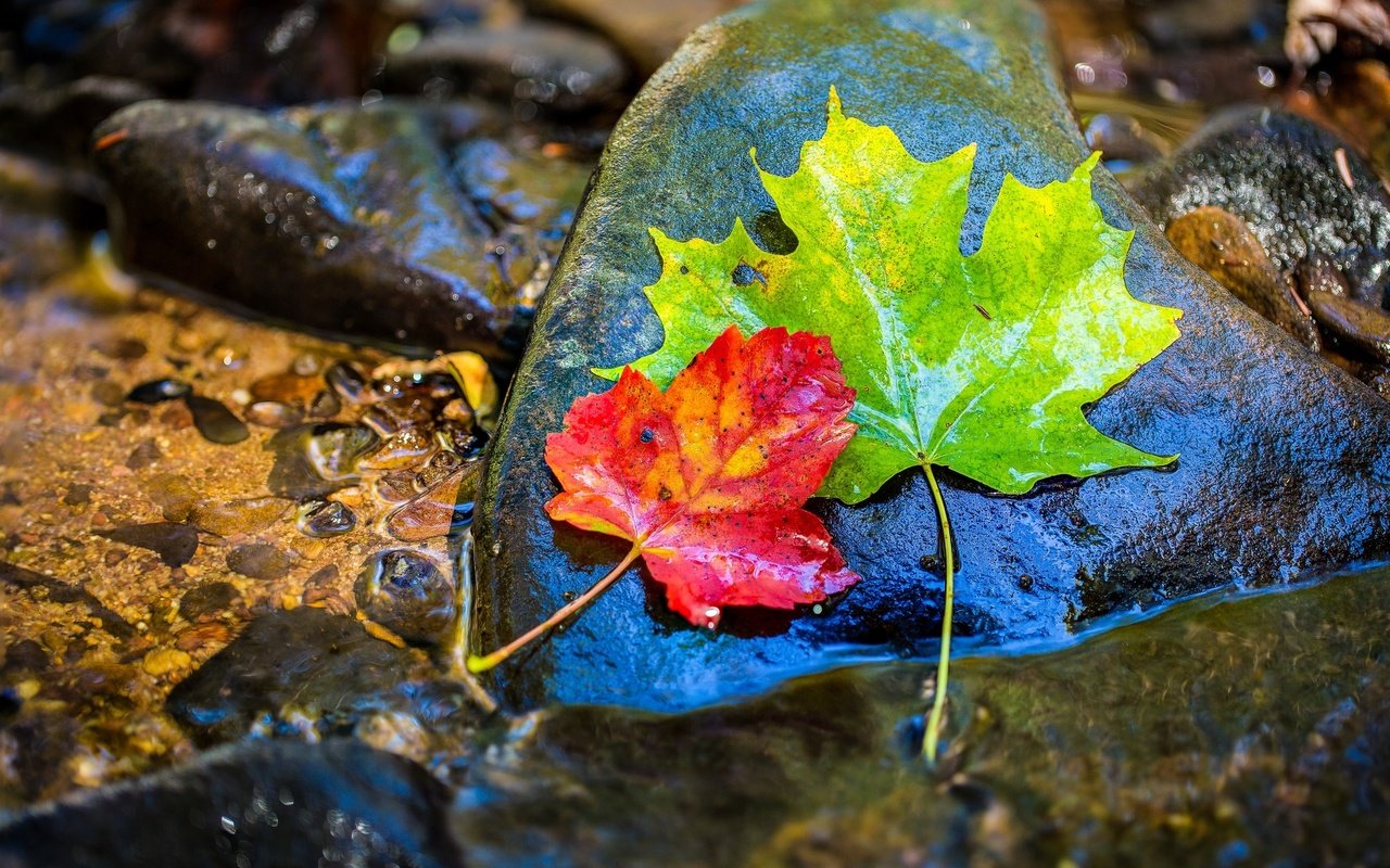 Обои вода, камни, листья, осень, клен, мокрый, water, stones, leaves, autumn, maple, wet разрешение 1954x1255 Загрузить