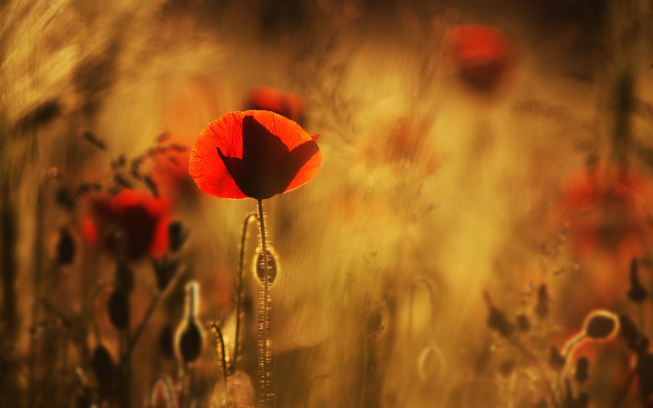 Обои цветы, макро, поле, красные, маки, размытость, flowers, macro, field, red, maki, blur разрешение 2048x1326 Загрузить