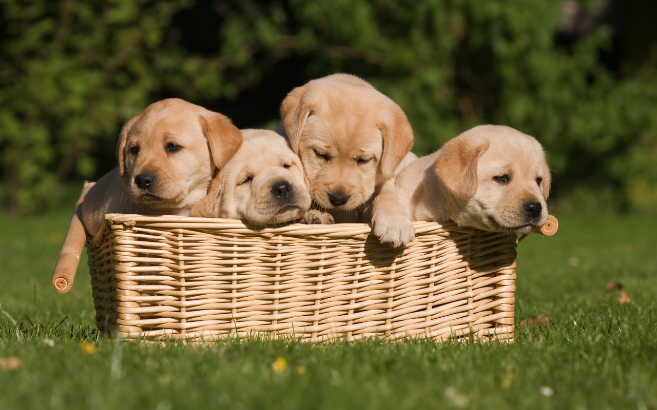 Обои трава, щенки, корзинка, собаки, grass, puppies, basket, dogs разрешение 3888x2592 Загрузить