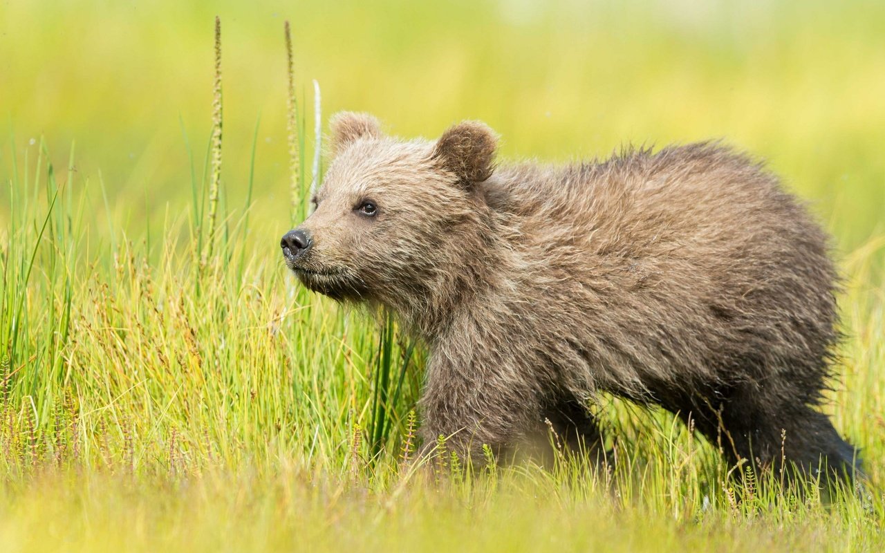 Обои трава, природа, медведь, медвежонок, бурый, grass, nature, bear, brown разрешение 2048x1363 Загрузить