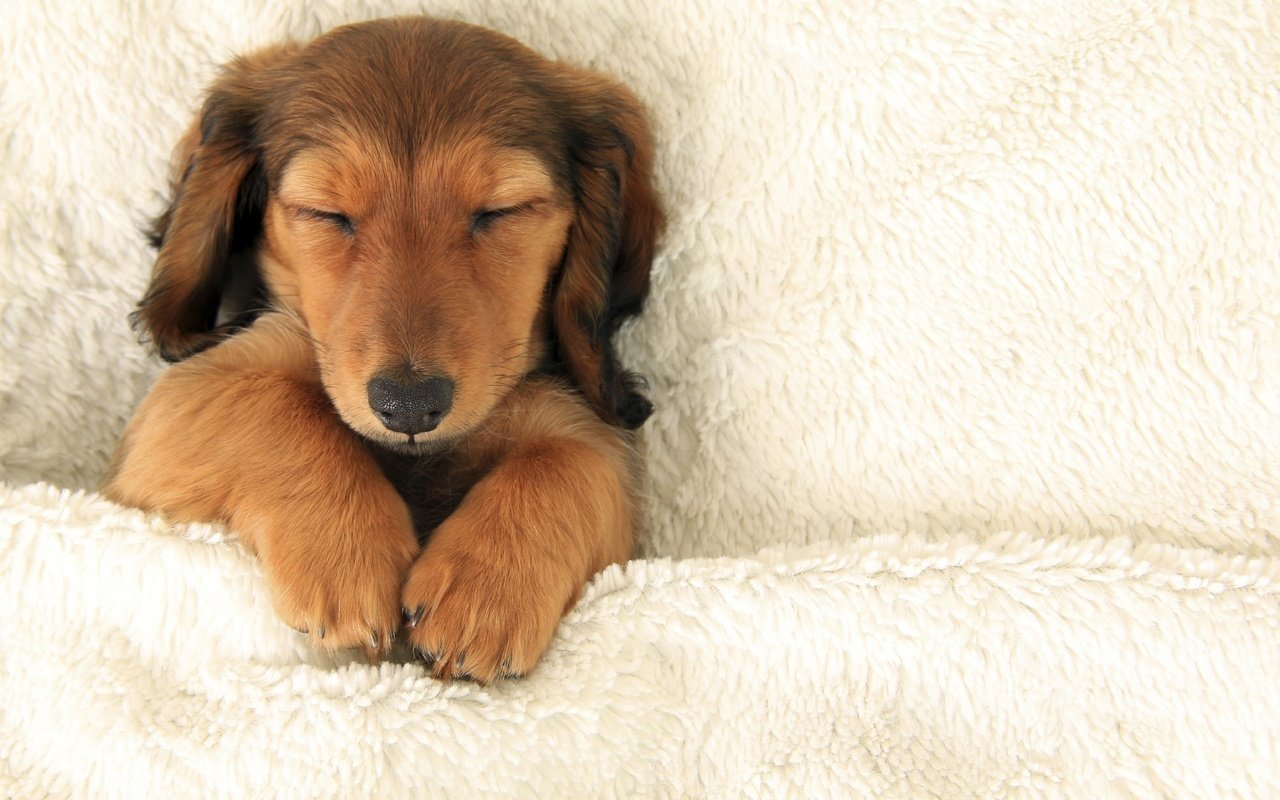 Обои сон, собака, щенок, лапки, sleep, dog, puppy, legs разрешение 2560x1600 Загрузить