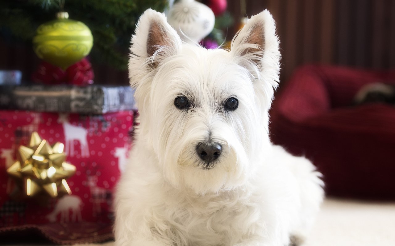 Обои взгляд, собака, вест-хайленд-уайт-терьер, look, dog, the west highland white terrier разрешение 2048x1479 Загрузить