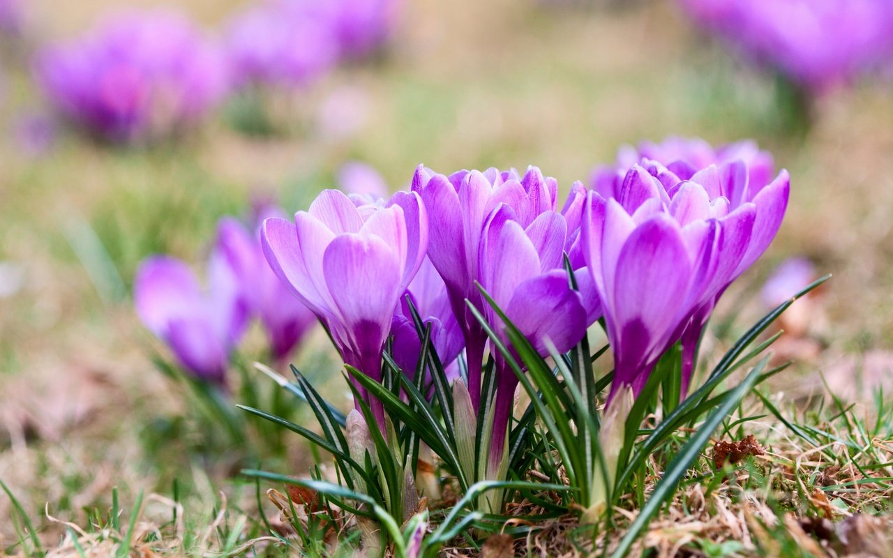 Обои цветы, природа, весна, крокусы, фиалка, flowers, nature, spring, crocuses, violet разрешение 2880x1920 Загрузить