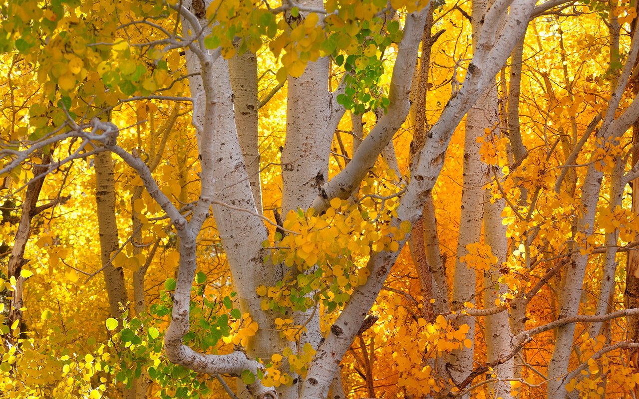 Обои деревья, осень, деревь, опадают, autumn colors, trees, autumn, fall разрешение 2247x1363 Загрузить