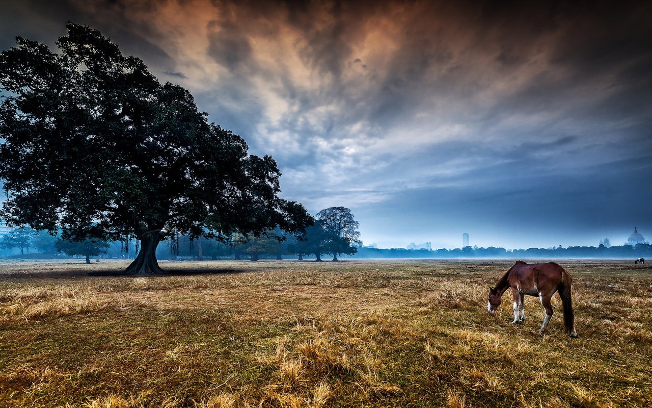 Обои лошадь, дерево, пейзаж, утро, конь, horse, tree, landscape, morning разрешение 2048x1141 Загрузить