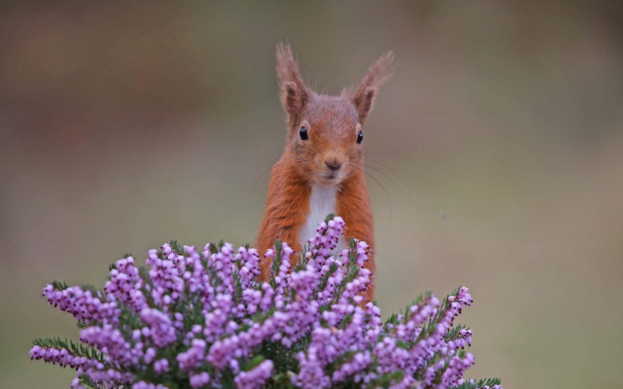 Обои цветы, рыжая, белка, белочка, вереск, грызун, flowers, red, protein, squirrel, heather, rodent разрешение 2048x1365 Загрузить