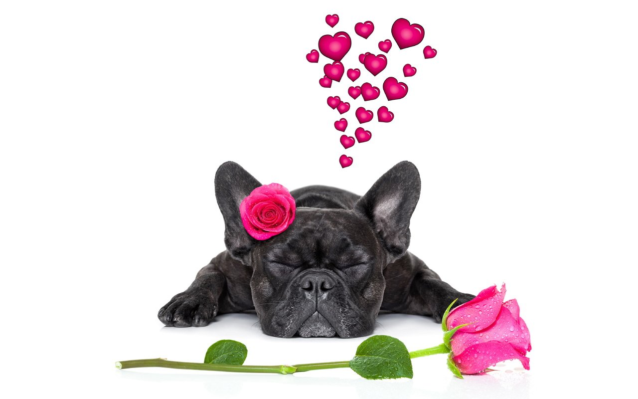 Обои розы, собака, сердце, французский бульдог, roses, dog, heart, french bulldog разрешение 6000x4000 Загрузить
